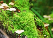 开云官网-伦纳德末节狂飙续命，森林狼加时鏖战力克热火